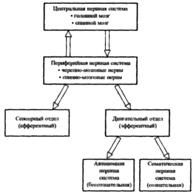 Пранаяма. Сознательный способ дыхания.