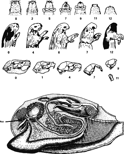 Аксиомы биологии