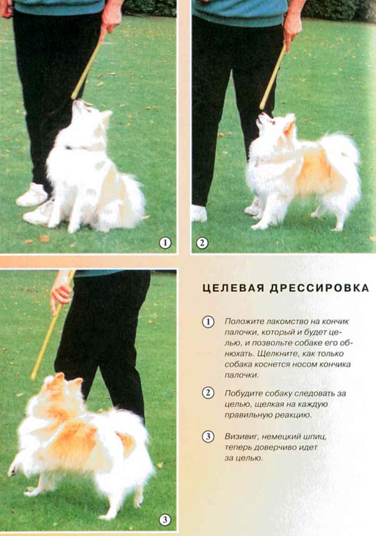 Дрессировка собак с помощью кликера
