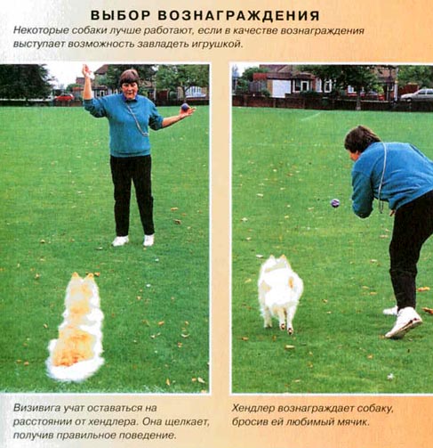 Дрессировка собак с помощью кликера