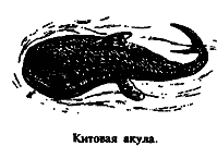 Чудовища морских глубин