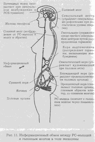Сексуальная энергия. Ключ к здоровью и процветанию