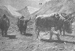 В горах Памира