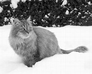 Сибирские кошки