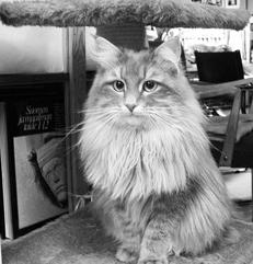 Сибирские кошки
