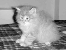 Сибирские кошки