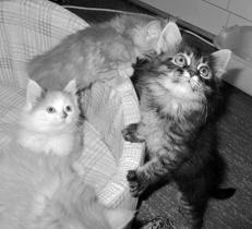 Сибирские кошки