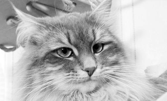 Сибирские кошки
