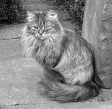 Сибирские кошки