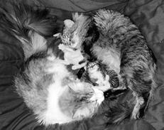 Сибирские кошки