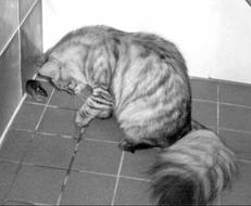 Сибирские кошки