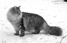 Сибирские кошки
