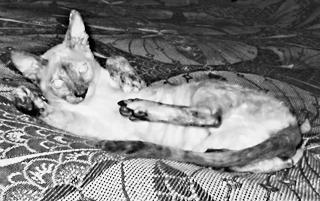 Кошки - рексы