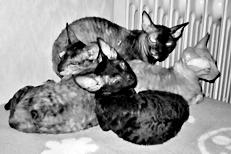 Кошки - рексы