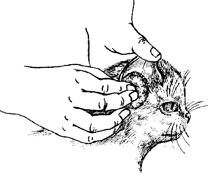 Кошки - рексы