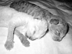 Кошки - рексы