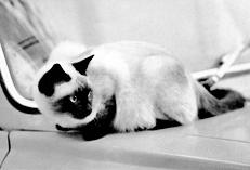 Сиамские кошки