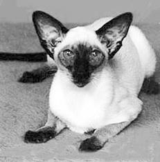 Сиамские кошки