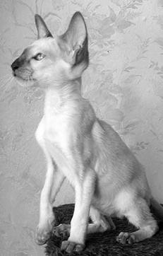 Сиамские кошки