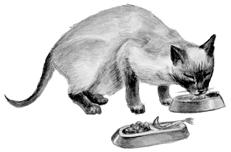 Сиамские кошки