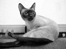 Сиамские кошки