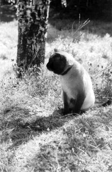 Сиамские кошки
