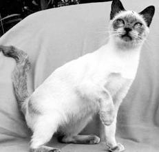 Сиамские кошки