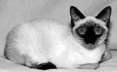 Сиамские кошки