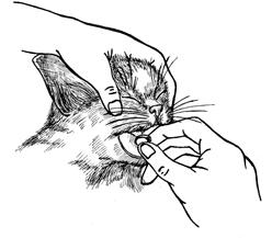 Сиамские кошки