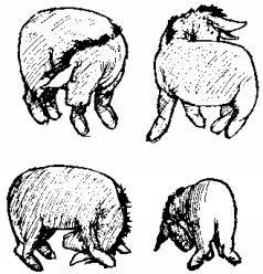 Winnie-The-Pooh and All, All, All