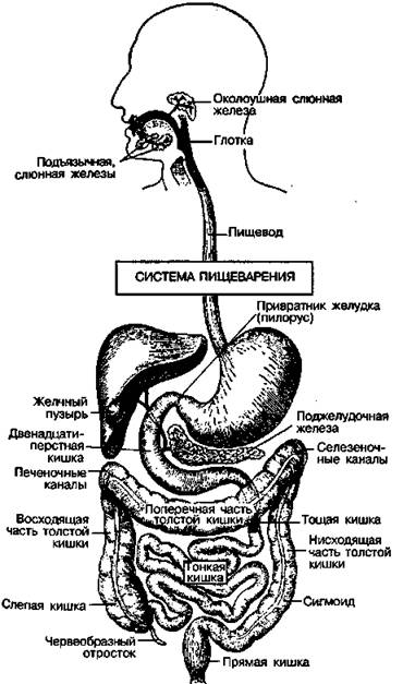 Шокирующая правда о воде и соли