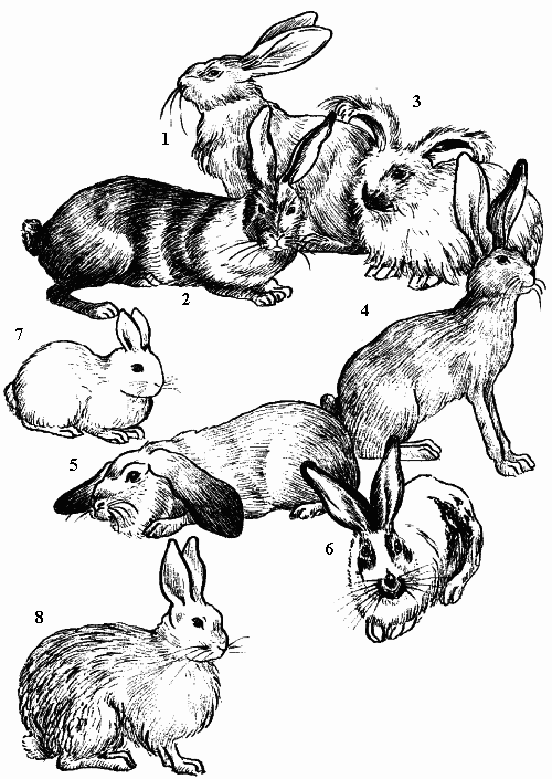 Болезни кроликов и нутрий