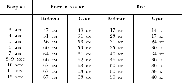 Ротвейлеры