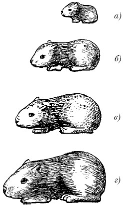 Морские свинки