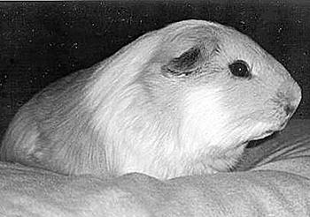 Морские свинки