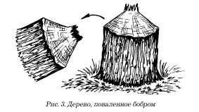 Охота на бобра