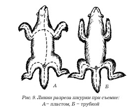 Охота на бобра