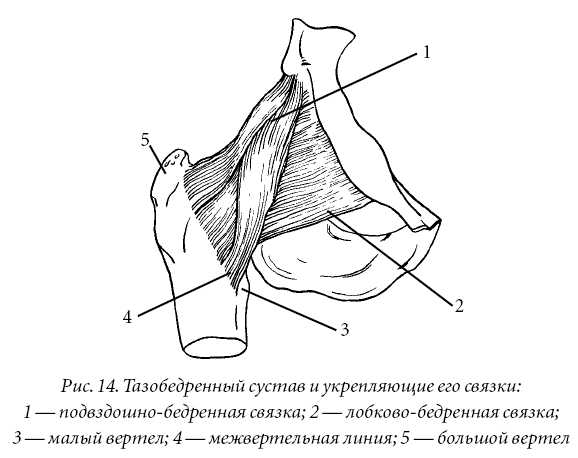 Лечение спины и суставов. Лучшие рецепты народной медицины от А до Я