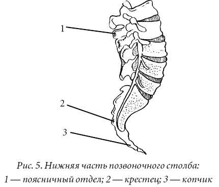 Лечение спины и суставов. Лучшие рецепты народной медицины от А до Я