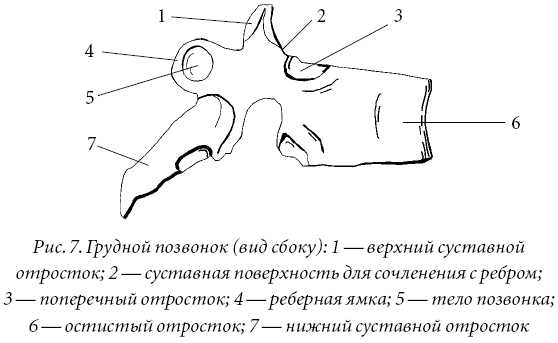 Лечение спины и суставов. Лучшие рецепты народной медицины от А до Я