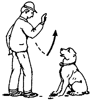 Ваша собака-телохранитель